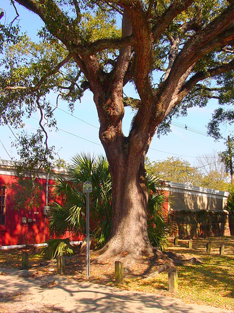 The historic Boyington Oak, a Southern live oak said to have sprung from the grave of Charles R.S. Boyington beside Church Street Cemetery in Mobile, Alabama.