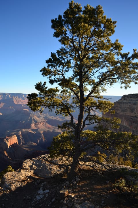 Grand Canyon Tree