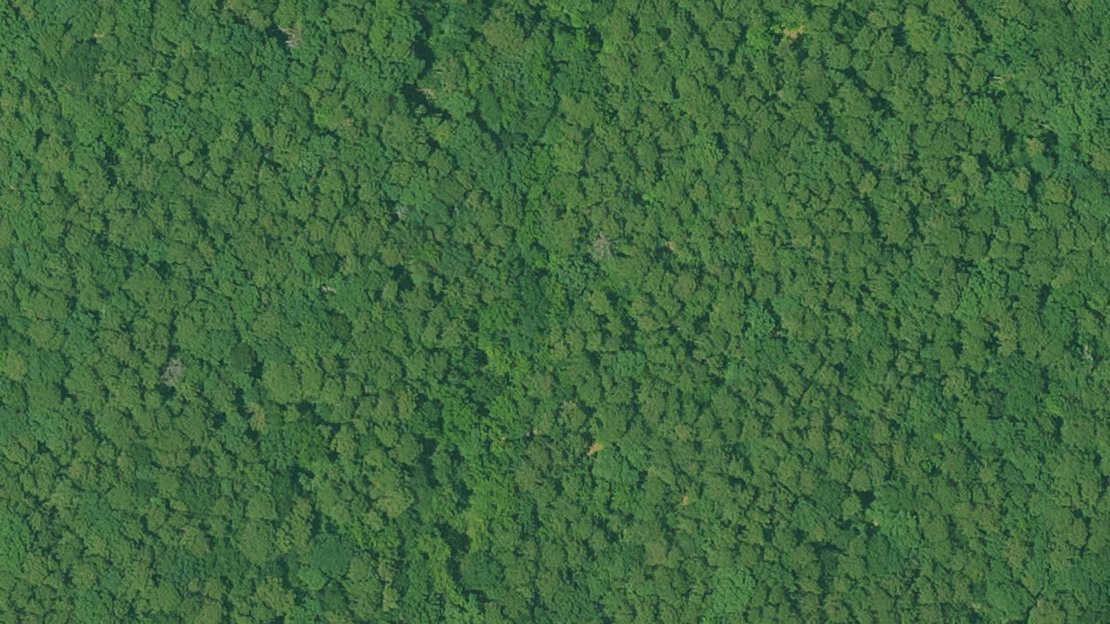 Aerial survey view of Rich Mountain Pioneer Cemetery