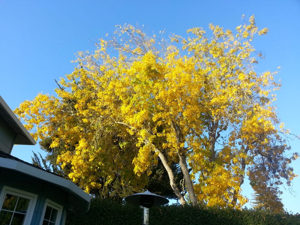 Live Oak, CA, USA