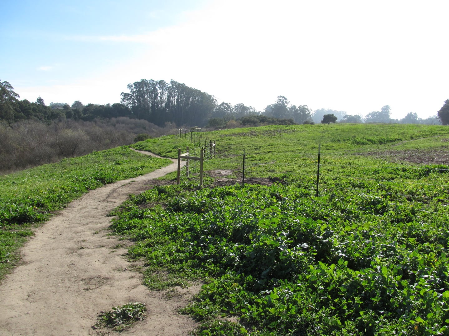 Hiking trail through Arana Gulch open space, Santa Cruz, California