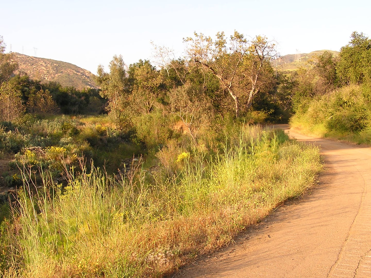 Black Star Canyon Road winding through the Santa Ana Mountains near Silverado in Orange County, California, with native sycamore trees flanking the dirt road