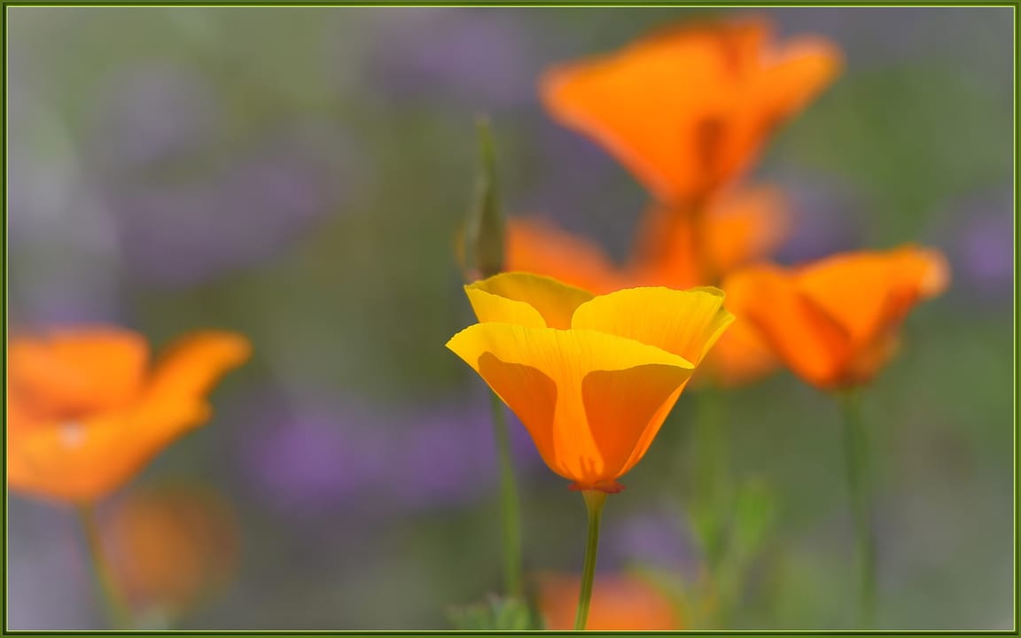 500px provided description: California Poppies in So Cal.

Soon it will be Spring! [#yellow ,#poppy ,#flowers ,#color ,#flower ,#bokeh ,#close-up ,#orange ,#california ,#green ,#purple ,#close up ,#poppies ,#creamy bokeh ,#sigma 120-400 ,#eschscholzia]