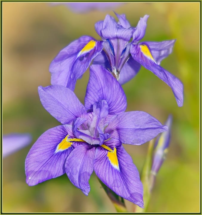 500px provided description: Just needed a little rain  :-) [#yellow ,#flowers ,#winter ,#macro ,#flower ,#close ,#bokeh ,#close-up ,#california ,#green ,#purple ,#close up ,#iris ,#fullerton arboretum ,#wild iris ,#sigma 120-400]