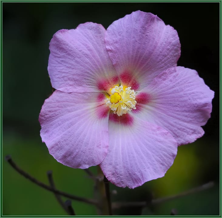 500px provided description: A very textured flower, not waiting for Spring. [#yellow ,#flowers ,#winter ,#flower ,#closeup ,#california ,#pink ,#flora ,#blossom ,#hibiscus ,#bloom ,#sigma 120-400]
