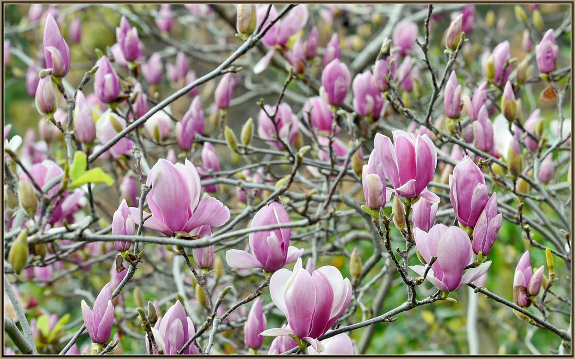 500px provided description: When I think of Magnolias, this is what I see in my head... [#flowers ,#floral ,#tree ,#bokeh ,#white ,#pink ,#purple ,#flora ,#magnolia ,#magnolia tree ,#magnolias ,#sigma 120-400]