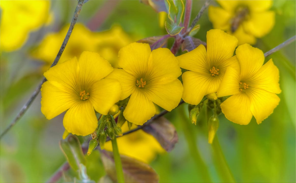 500px provided description: Some variety of Wood Sorrel. Looks fine in the Winter morning sun. :-) [#yellow ,#flowers ,#winter ,#macro ,#flower ,#bokeh ,#close-up ,#california ,#green ,#close up ,#photomatix ,#oxalis ,#fullerton arboretum ,#HDR]