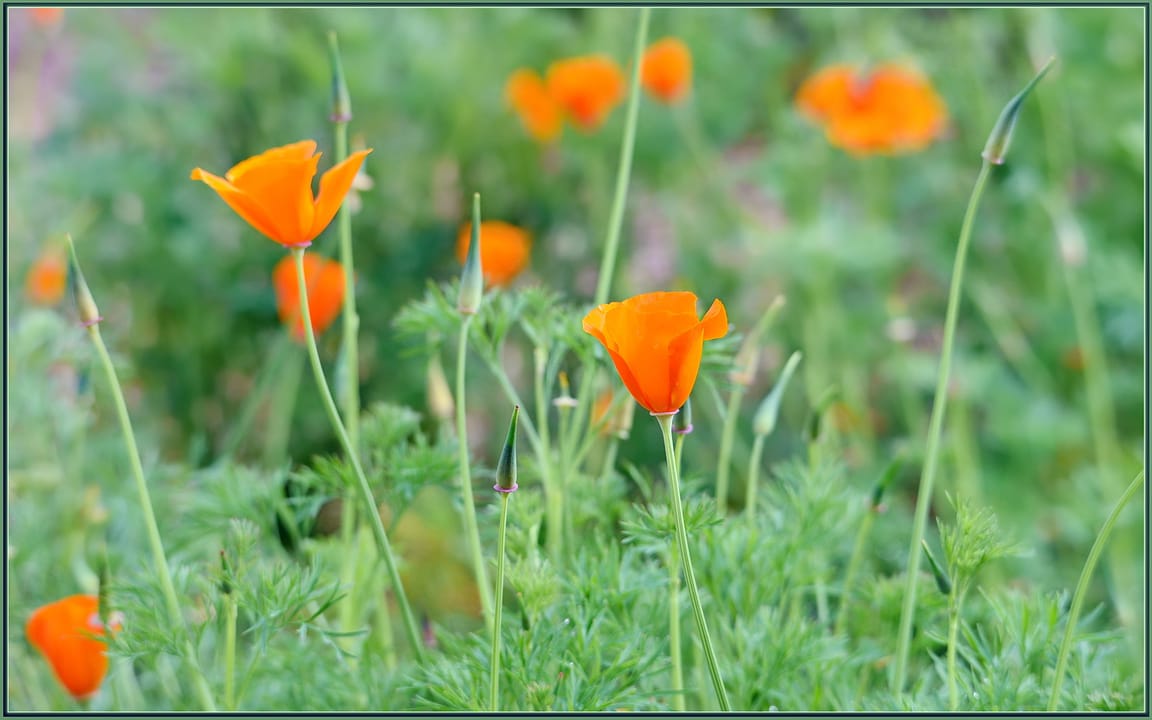 500px provided description: Sooooo ready for Spring!! [#poppy ,#flowers ,#winter ,#flower ,#bokeh ,#close-up ,#orange ,#california ,#close up ,#poppies ,#california poppies ,#sigma 120-400 ,#eschscholzia]