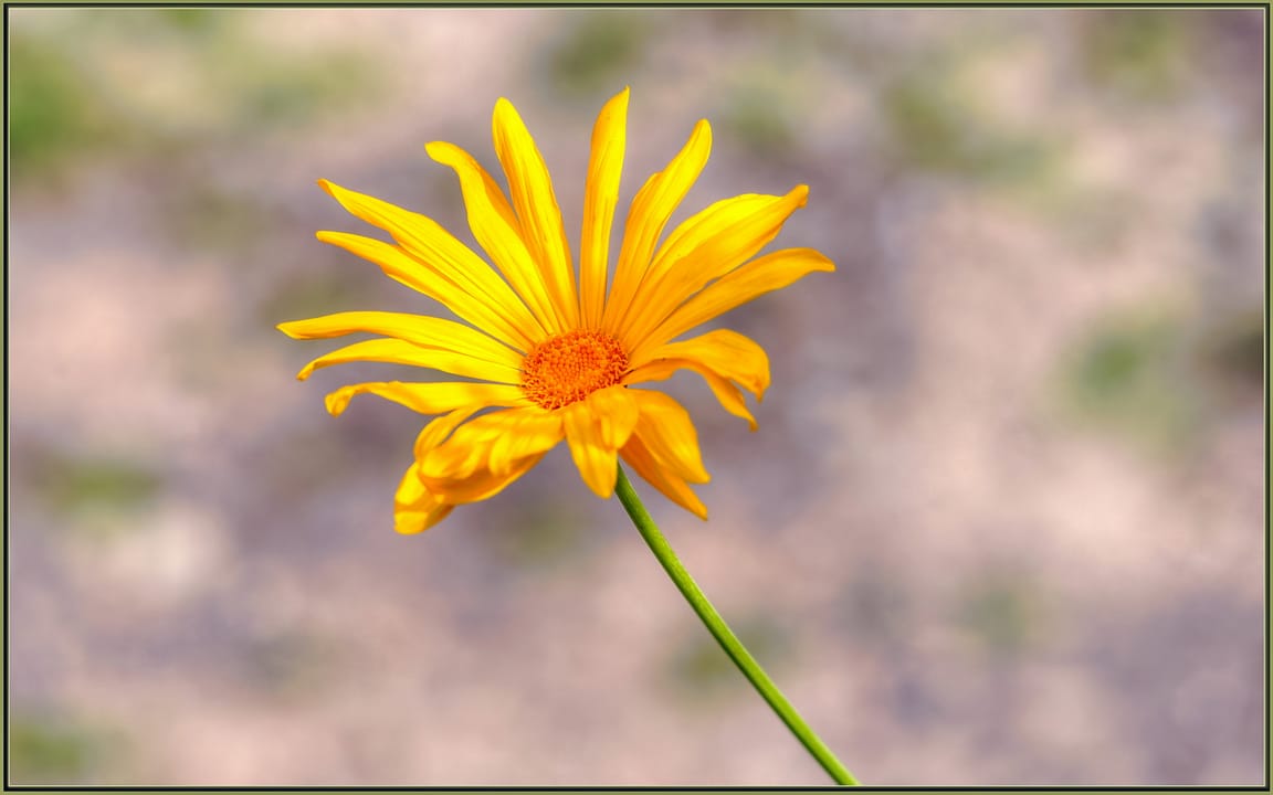 500px provided description: Looks like the Sun [#yellow ,#flowers ,#winter ,#macro ,#flower ,#bokeh ,#close-up ,#orange ,#california ,#green ,#close up ,#sunflower ,#wildflowers ,#sigma 120-400]