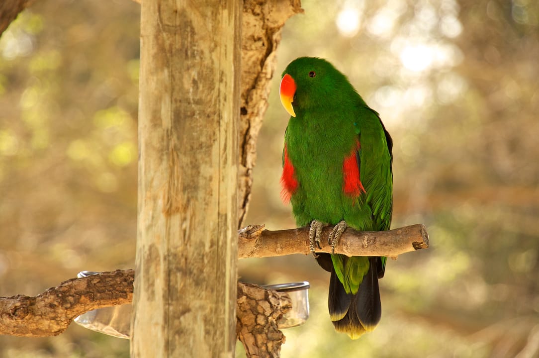An adult male Eclectus Parrot at Happy Hollow Park &amp; Zoo, San José, California, USA.