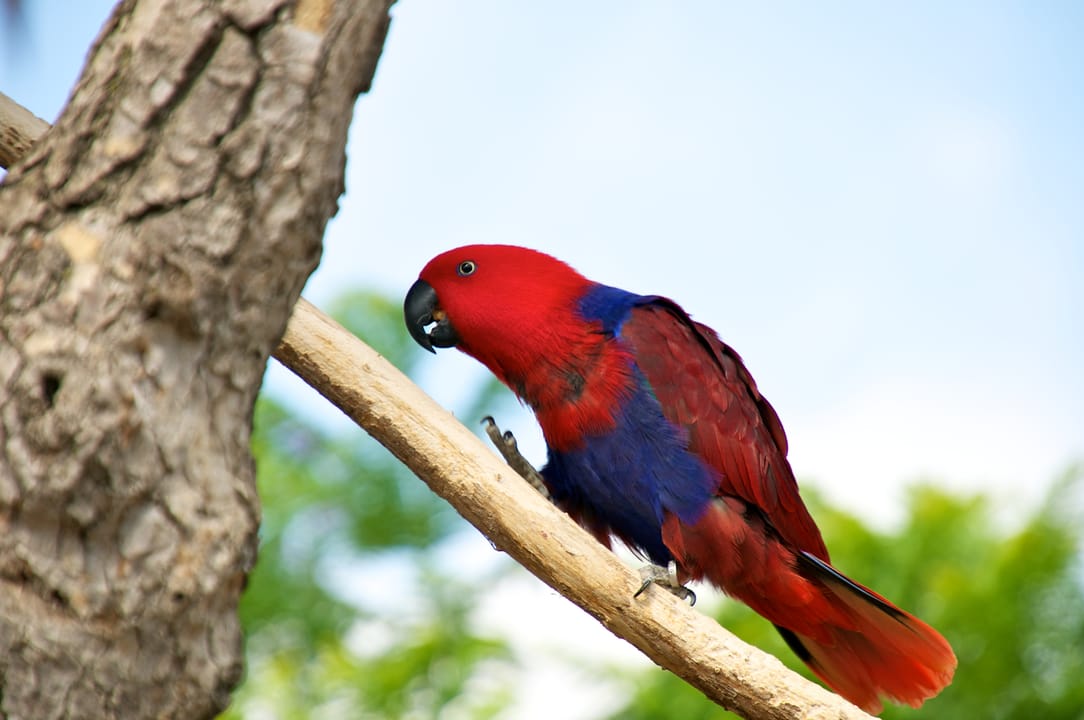A female Eclectus Parrot at Happy Hollow Park &amp; Zoo, San José, California, USA.