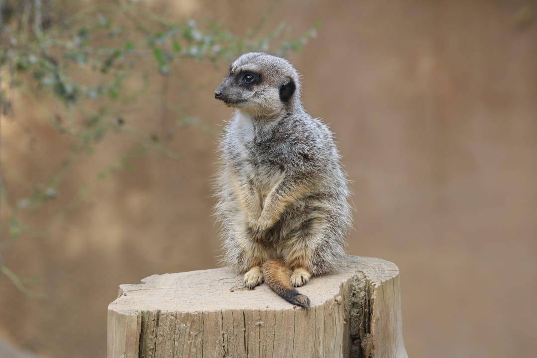A meerkat, Suricata suricatta, perched on a stump at Happy Hollow Park and Zoo in San Jose, California.