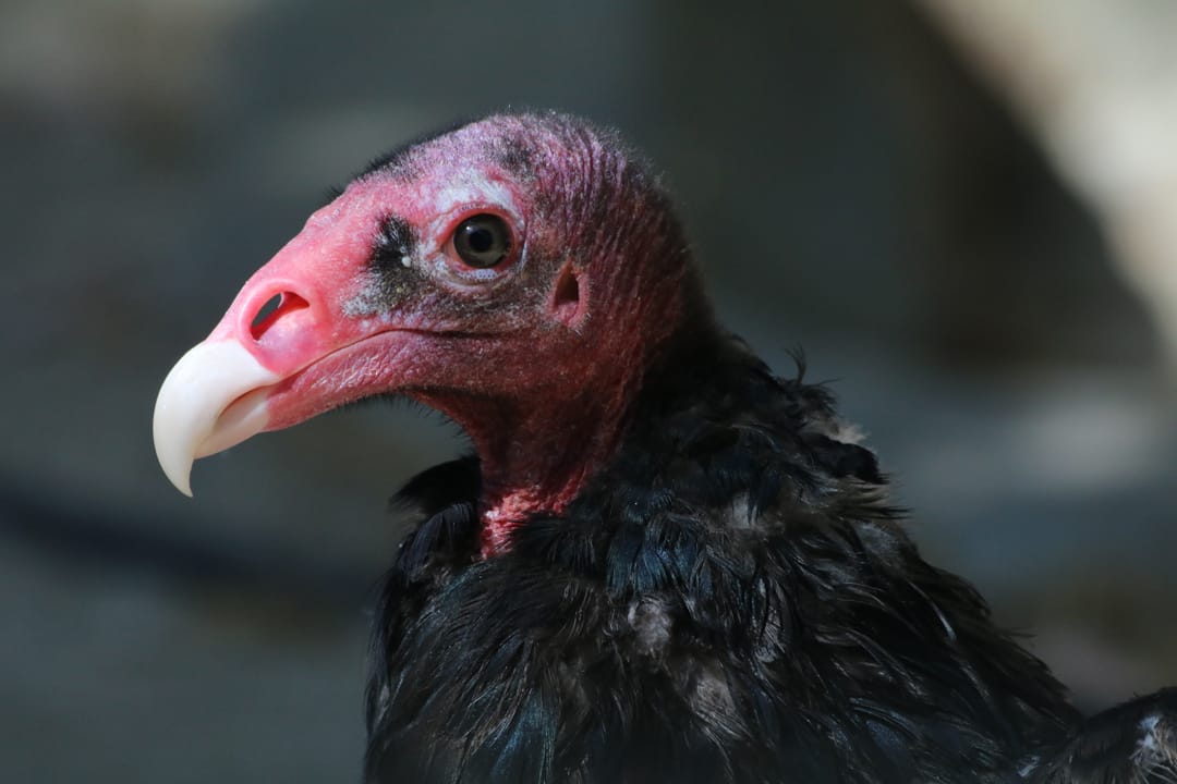 A turkey vulture, Cathartes aura, at Happy Hollow Park and Zoo.
