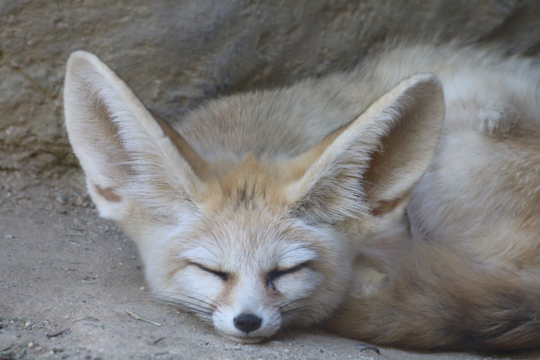 A sleeping fennec fox, Vulpes zerda, at Happy Hollow Park and Zoo.