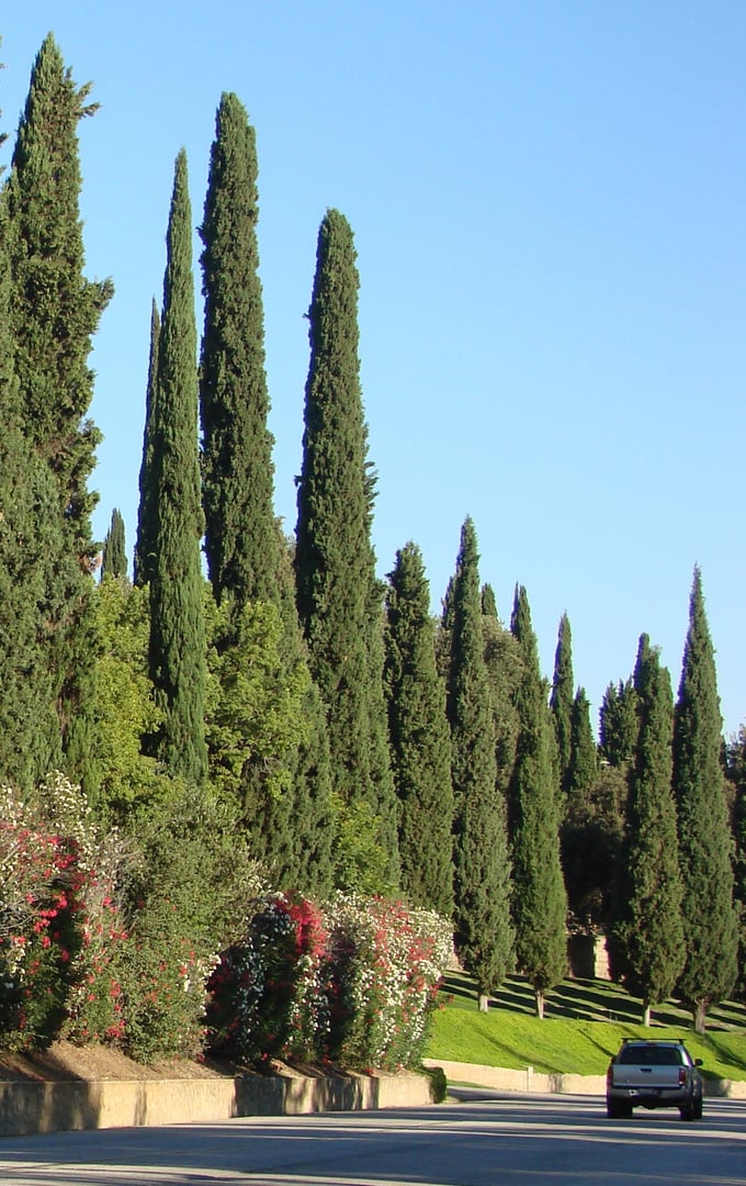 East edge of Hillside Memorial Park cemetery, Redlands, California