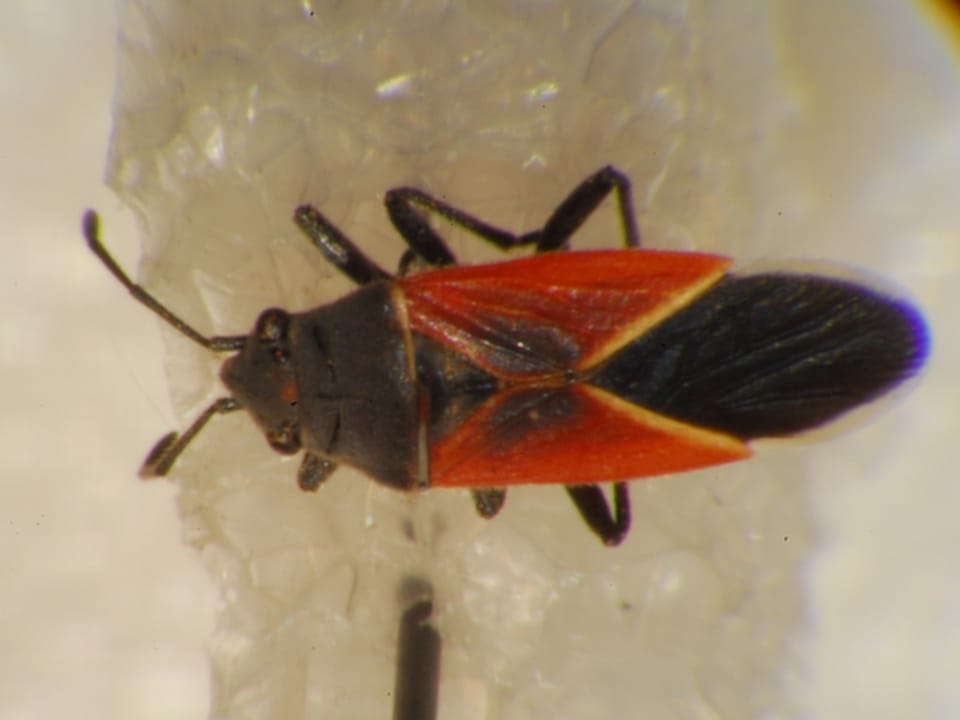Melanopleurus pyrrhopterus. Species of insect.