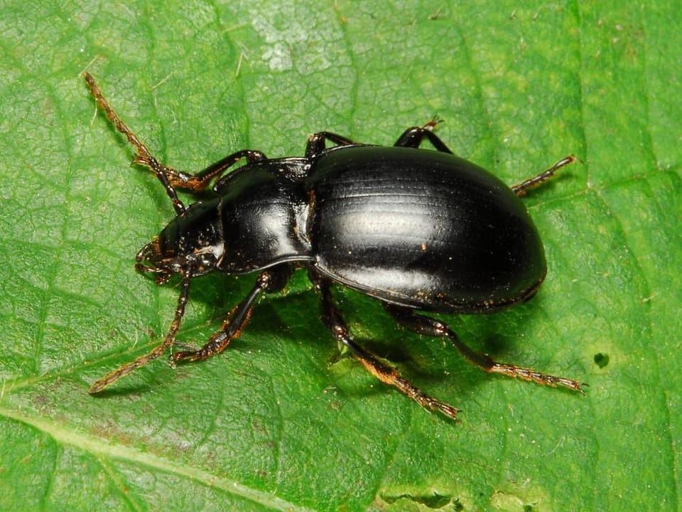 Metrius contractus, Contracted Bombing Beetle, Joaquin Miller Park, Oakland, CA, USA