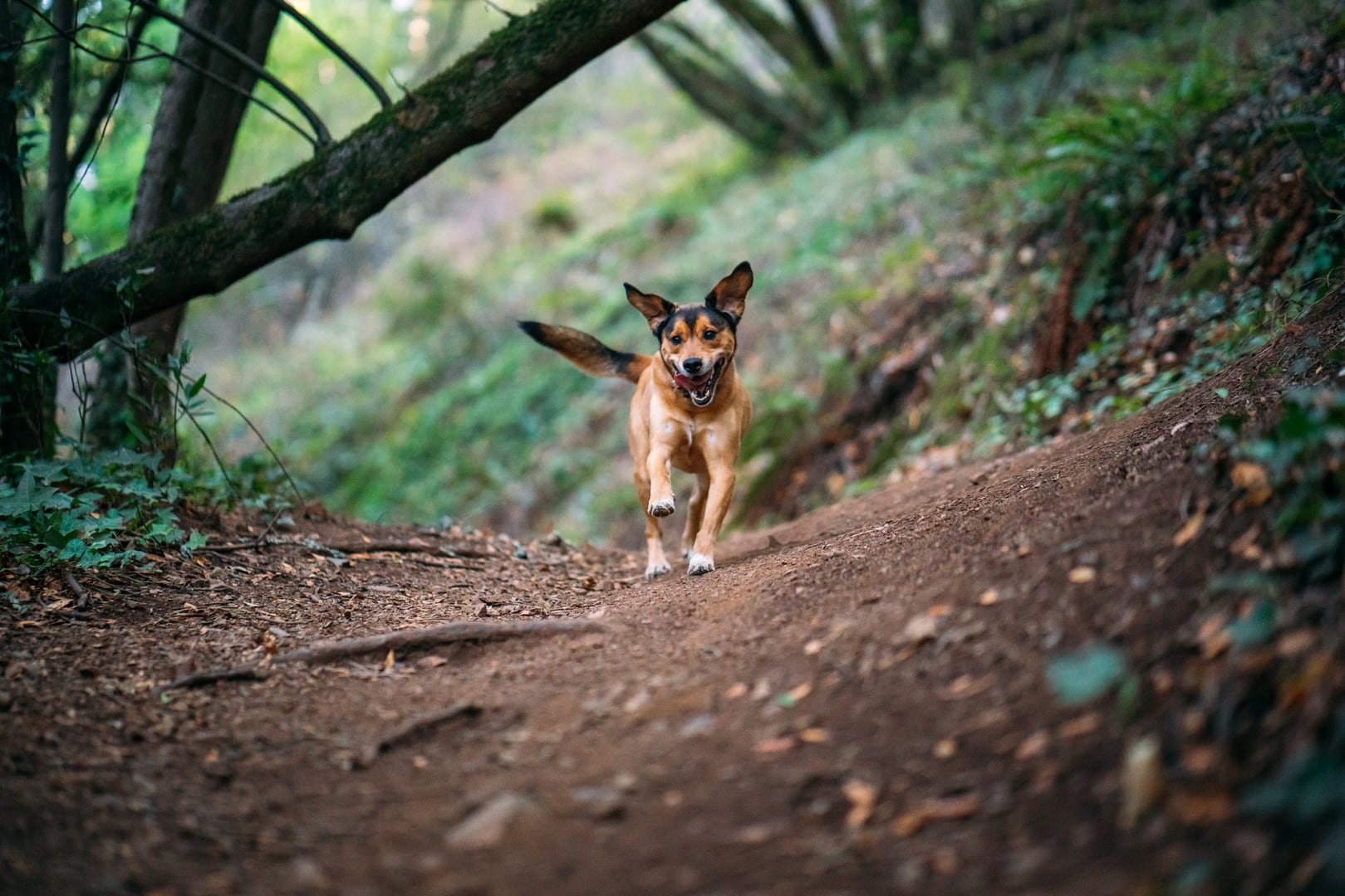 500px provided description: Moose [#trees ,#animals ,#tree ,#trail ,#dog ,#grass ,#animal ,#california ,#dogs ,#happy ,#sony ,#run ,#ca ,#85mm ,#hiking ,#zeiss ,#batman ,#perro ,#oakland ,#west coast ,#moose ,#perros ,#joaquin miller park ,#a7 ,#northern california ,#batis ,#batdog ,#ilce ,#bat dog 