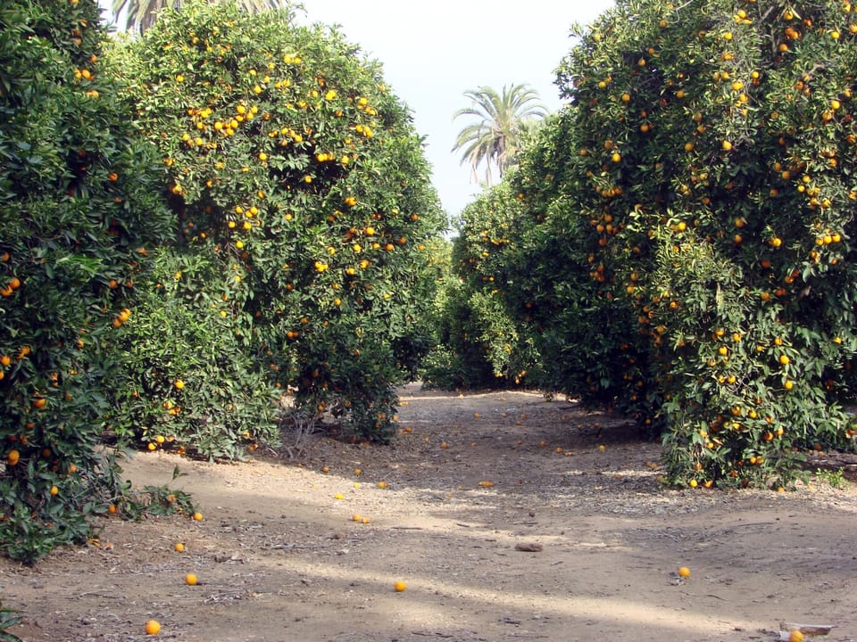 Photo of Kimberly Crest