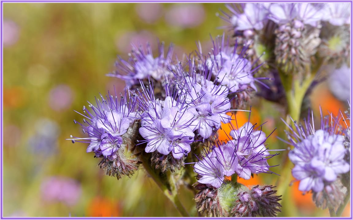 500px provided description: Growing thick on the hills near Lake Elizabeth, Ca. Love me some purple flowers in the Springtime!! [#flowers ,#spring ,#flower ,#california ,#purple ,#flora ,#desert ,#wildflowers ,#wildflower ,#lancaster ,#phacelia]
