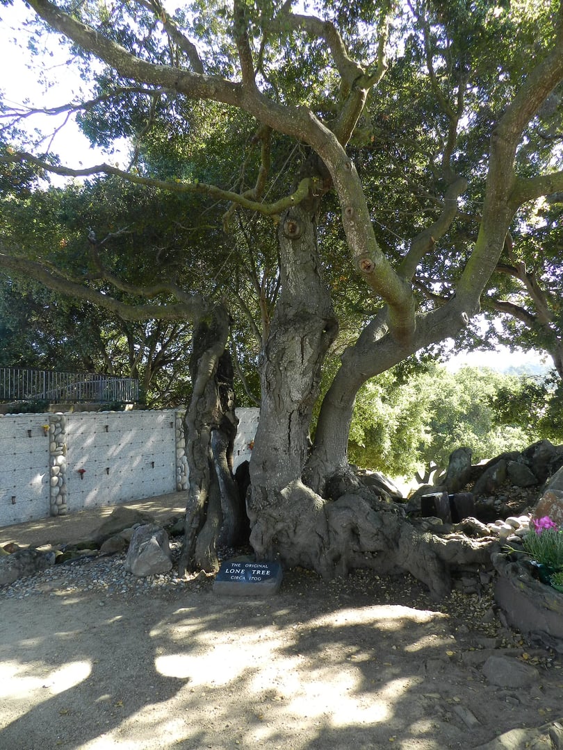 The original lone tree at Lone Tree Cemetery in Fairview, Hayward, California — namesake of the historic pioneer burial ground established around 1868