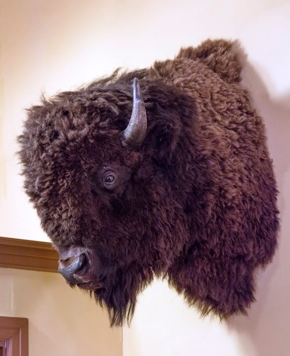 The mounted bison head above the reception desk in the Hotel Colorado's lobby, a long-standing period detail.