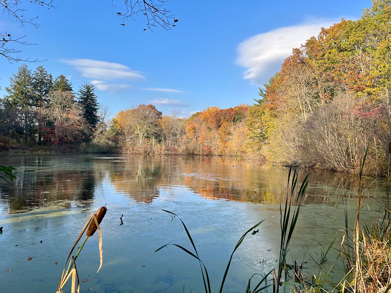 Woodland hiking trail at Branford Supply Pond Park in Connecticut