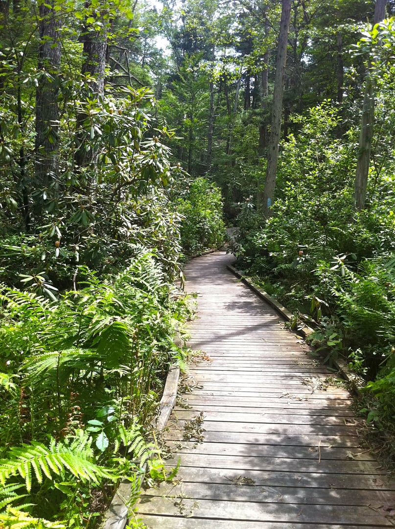 Boardwalk through the Rhododendron Sanctuary on the Nehantic Trail in Pachaug State Forest, Voluntown, Connecticut