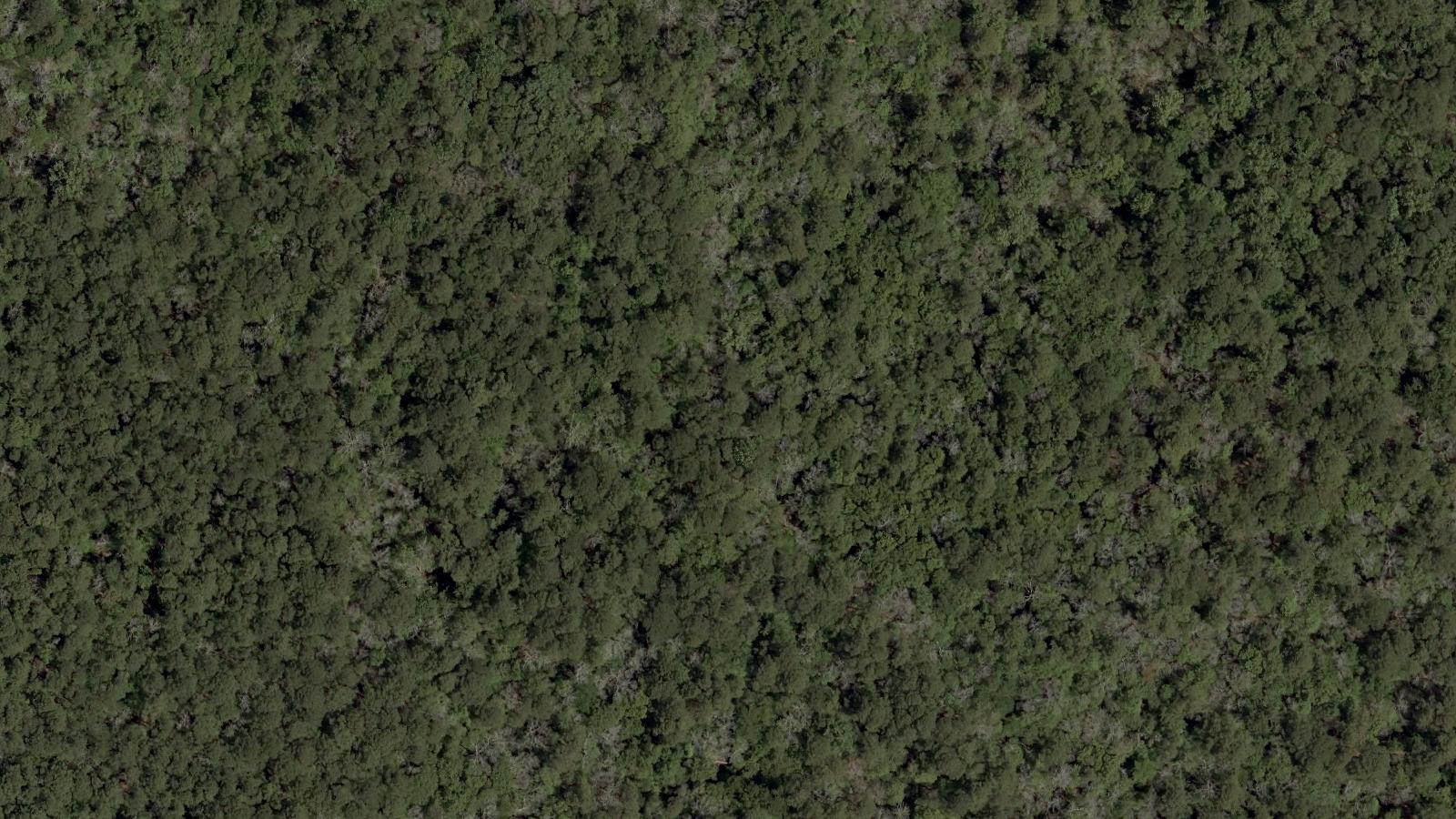 Aerial survey view of Great Cypress Swamp