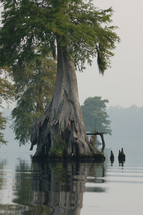 Photo of the Week - 05/04/2010
Lake Drummond at Great Dismal Swamp National Wildlife Refuge in Virginia.
Credit: Rebecca Wynn/USFWS

www.fws.gov/northeast/greatdismalswamp/