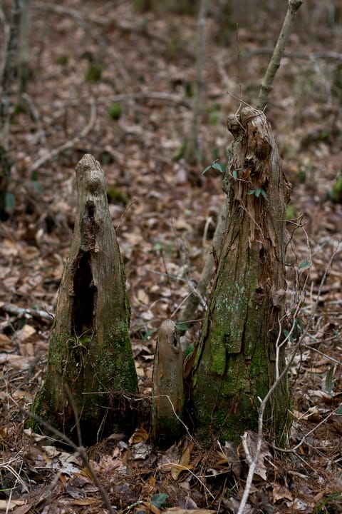 Great Dismal Swamp