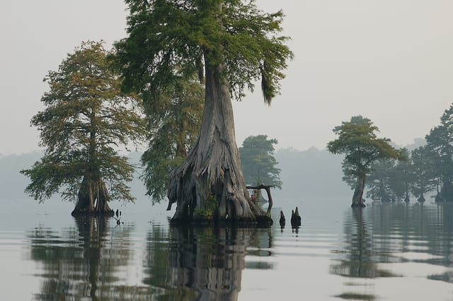 Great Dismal Swamp National Wildlife Refuge, VA/NC
Photo: USFWS