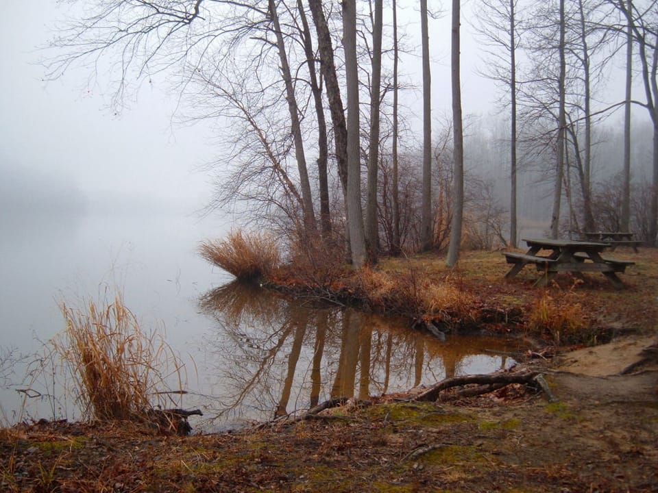 Forested shoreline of Lums Pond, Delaware's largest freshwater pond, with swamp forest reflecting in still water