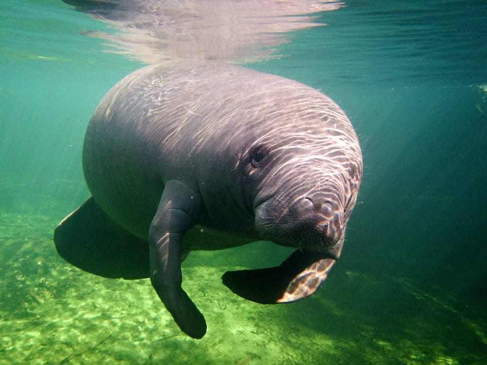Open Graph image from www.floridastateparks.org
