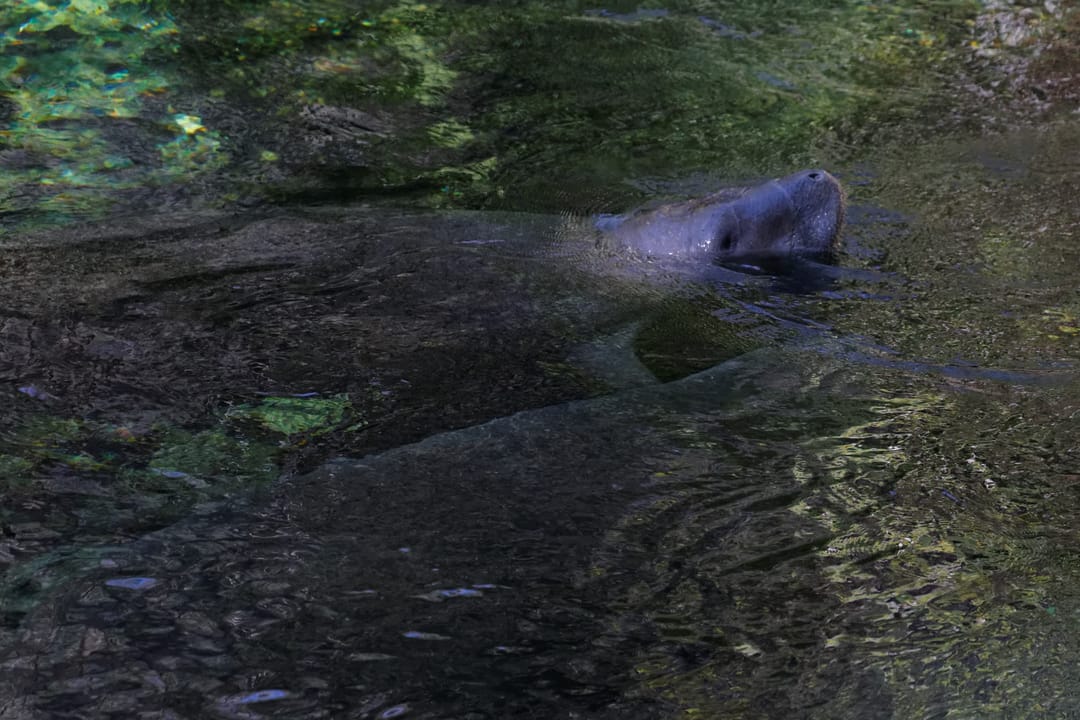Blue Spring State Park