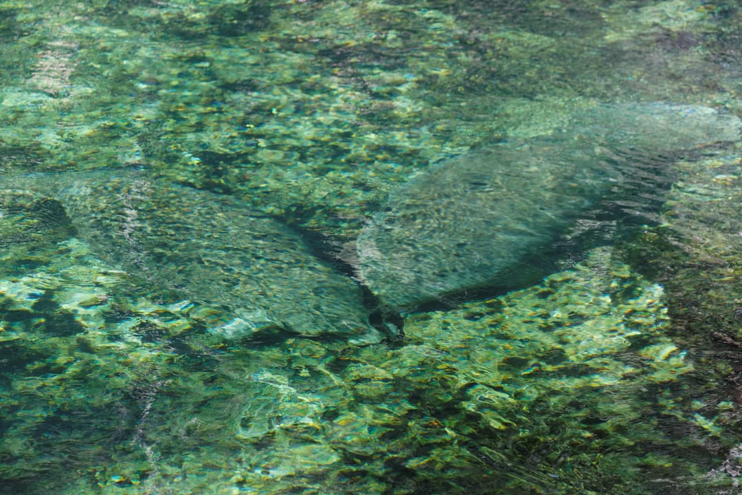 Blue Spring State Park
