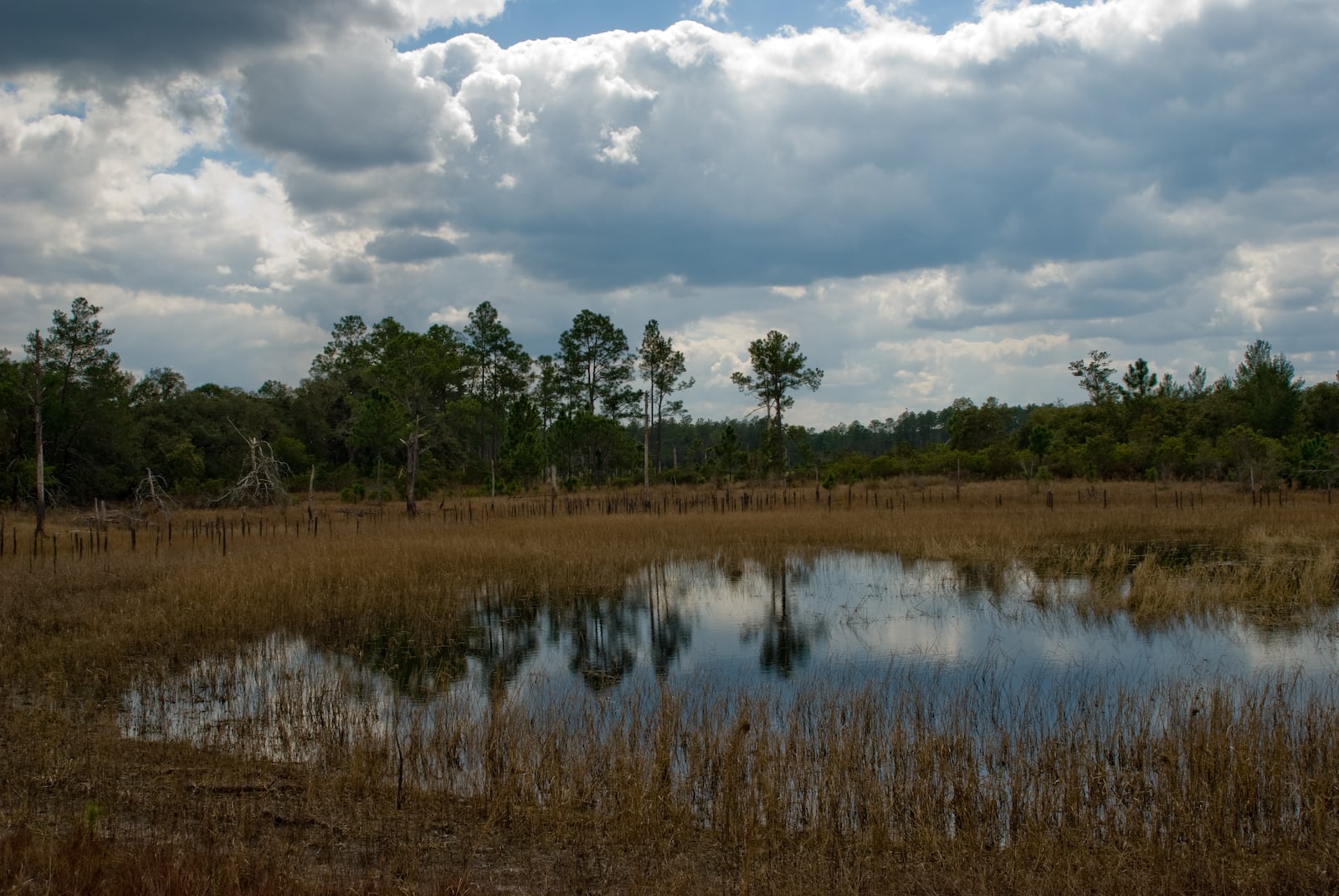 Farles Prairie wetland landscape inside Ocala National Forest in north-central Florida