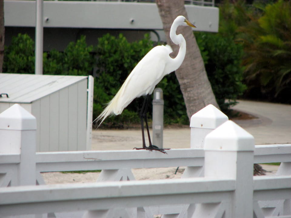 Photo of South Seas