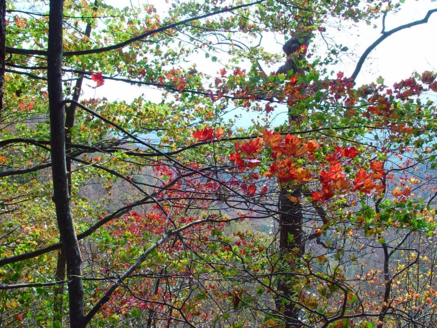 Photo of Amicalola Falls State Park & Lodge