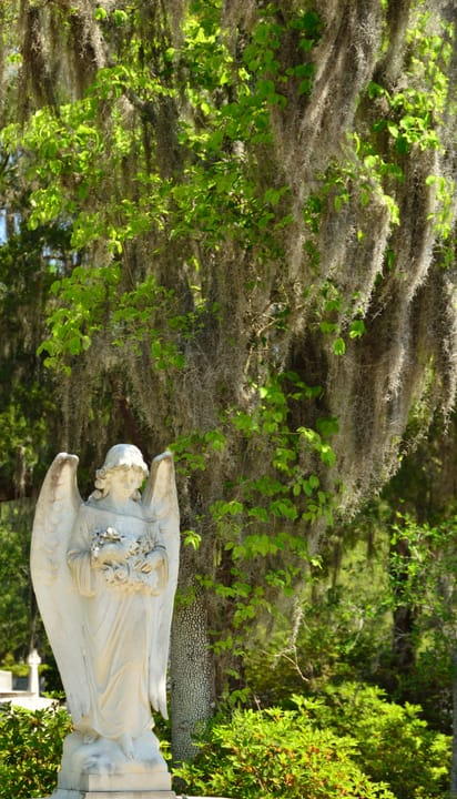 Spanish moss-draped live oaks at historic Bonaventure Cemetery in Savannah Georgia