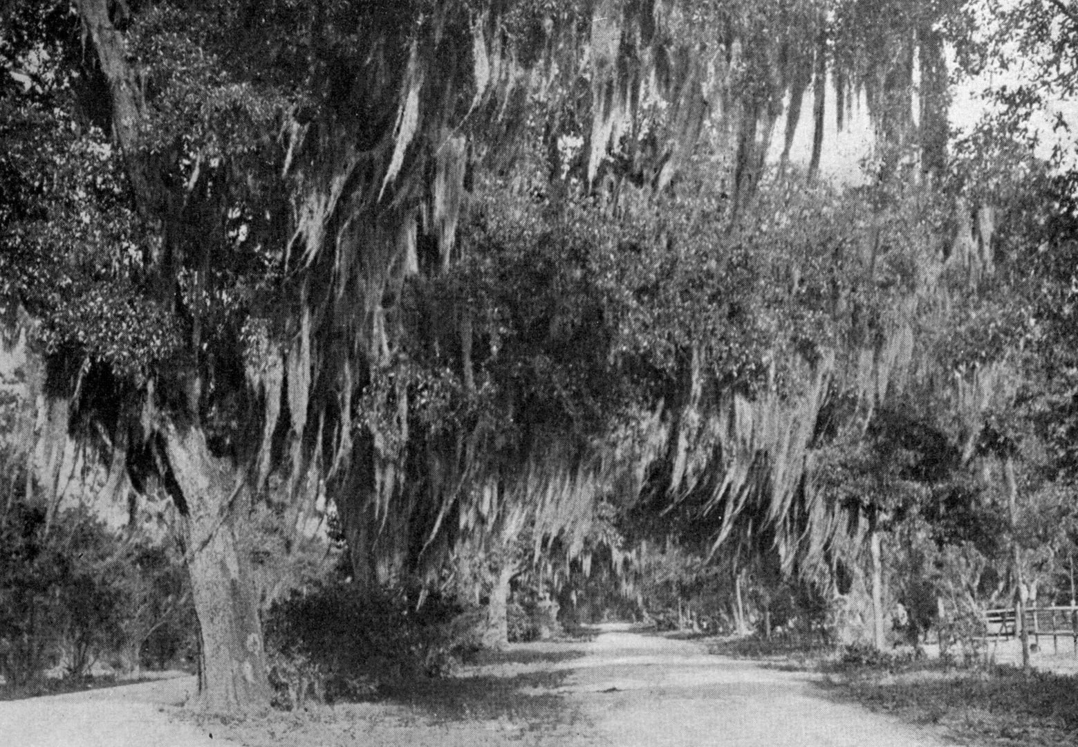 Spanish moss-draped live oaks at historic Bonaventure Cemetery in Savannah Georgia
