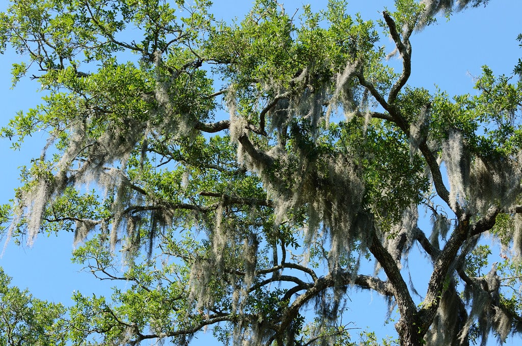 Gothic Revival Christ Church Frederica building surrounded by moss-draped oaks on St. Simons Island Georgia