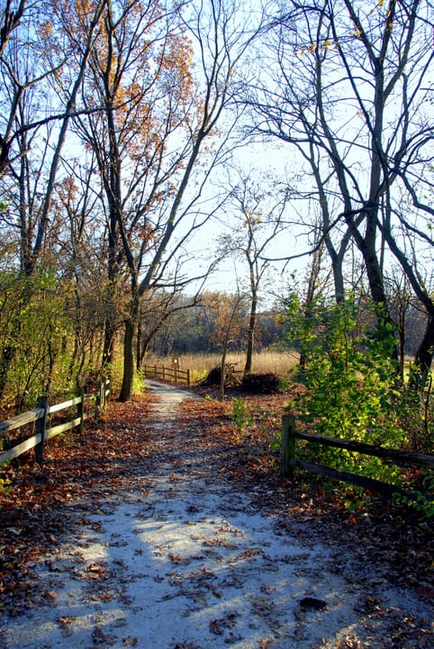 The wooden-rail footpath through the forest preserve leading toward Bachelor's Grove Cemetery, autumn.