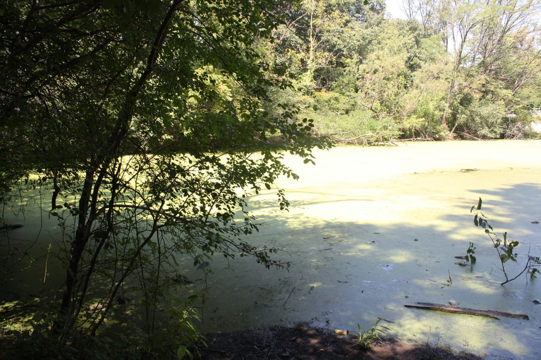 The algae-covered pond within Bachelor's Grove Forest Preserve, a landmark of the site next to the cemetery.