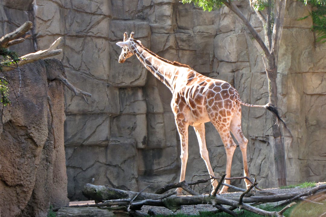 Photo of Lincoln Park Zoo (Haunted History)