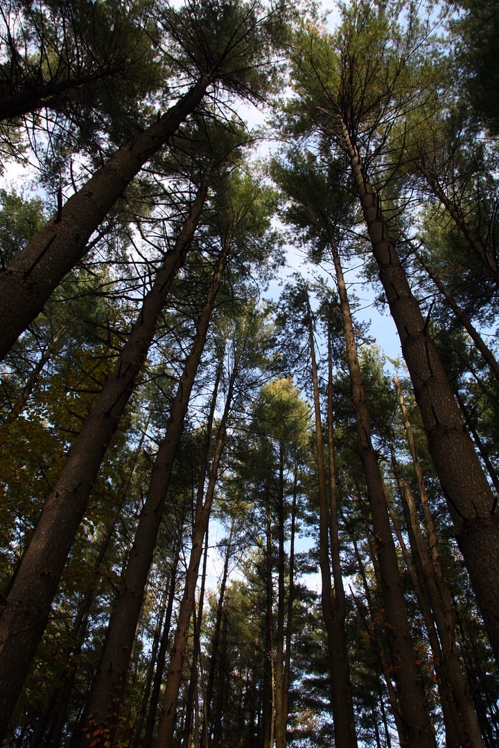 Tall pine trees along the Springs Valley Trail in the Hoosier National Forest, Orange County, Indiana.