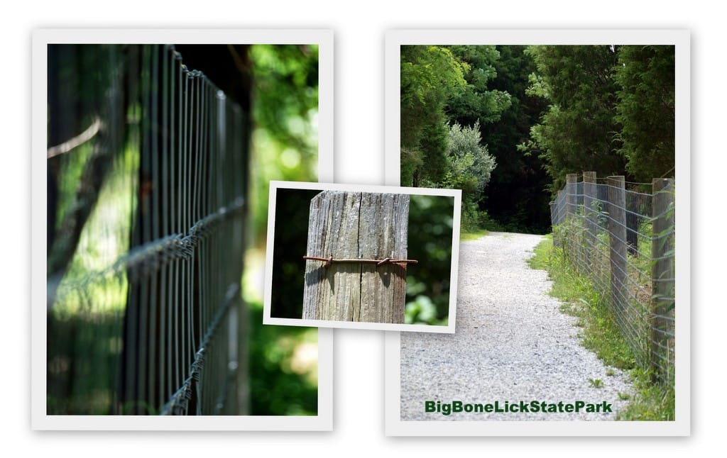 A collage of one of the trails in Big Bone Lick State Park that lead to the bison enclosure.