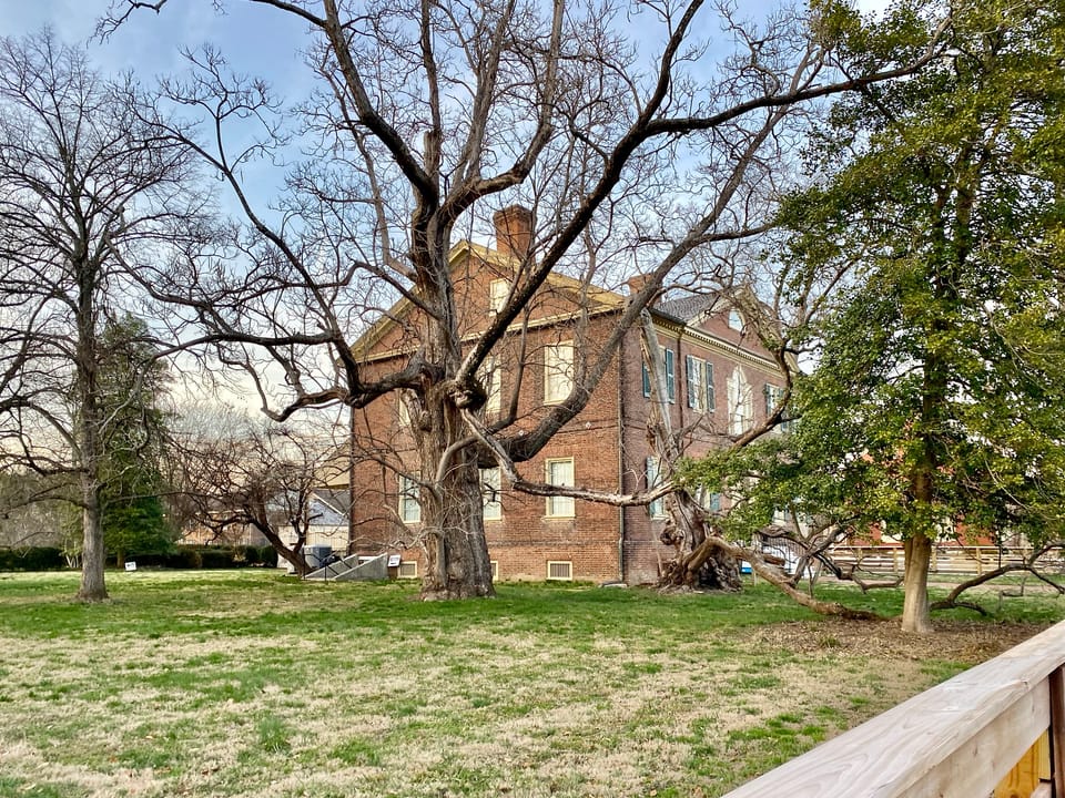 Side and rear of Liberty Hall framed through the branches of the large old tree on its grounds, an angle distinct from the hero's front-on view.
