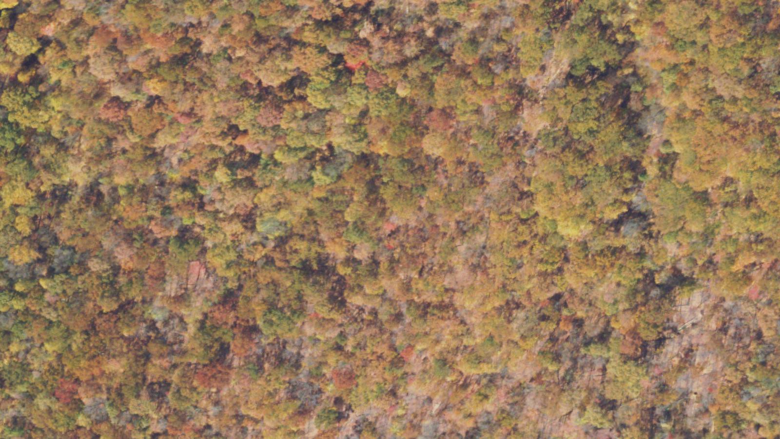 Aerial survey view of Middlesboro Park, near Greenwood Rd.