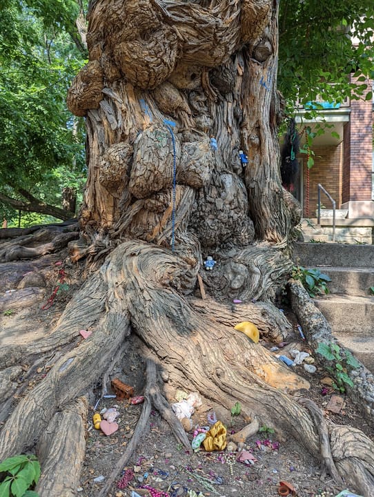 The gnarled Witches' Tree at South 6th Street and Park Avenue in Old Louisville, with its apartment-building backdrop.